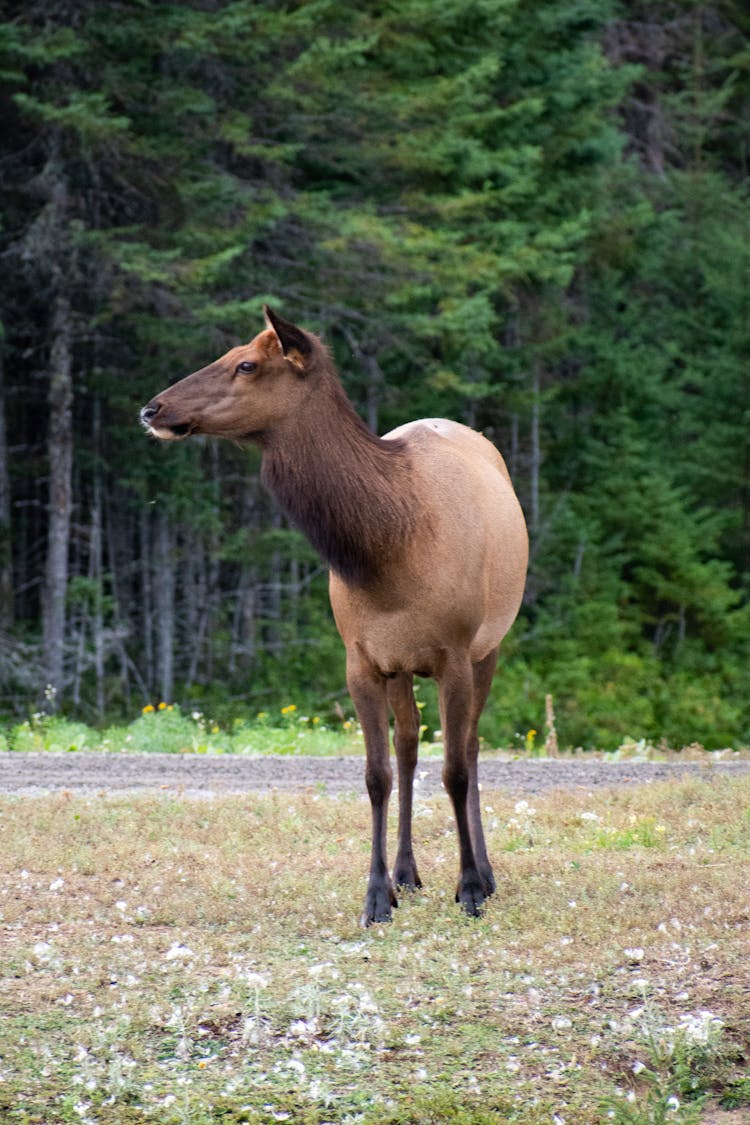 Roosevelt Elk On A Field 