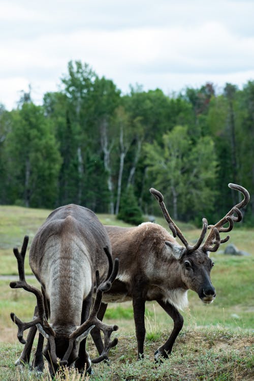 Two Reindeer on a Field 