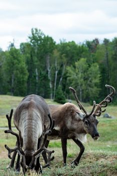 Two wild reindeer with antlers grazing in a lush green forest field.