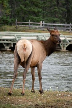 Wild elk gazing at camera near a serene riverbank in lush forest setting.