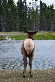 A Roosevelt elk pauses by a calm riverbank, surrounded by dense forest.