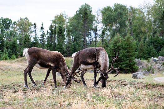Two reindeer with antlers grazing in a lush forest meadow with green trees in the background.
