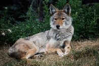 Brown and White Wolf on Brown Grass