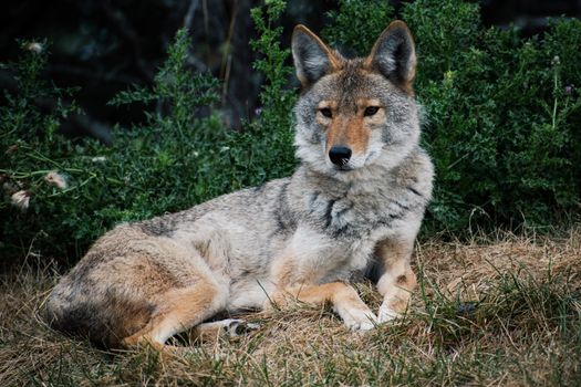 A stunning wild coyote lies gracefully on grass in a natural setting.