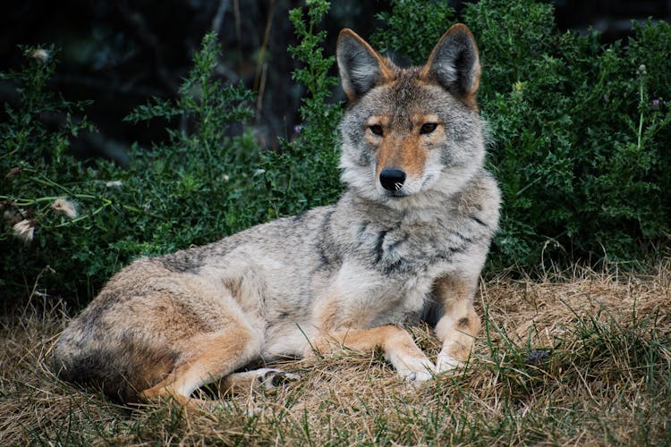 Coyote Lying On Grass