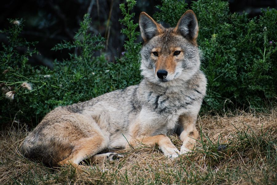 Combination Hunt Packages Indian Valley Outfitters