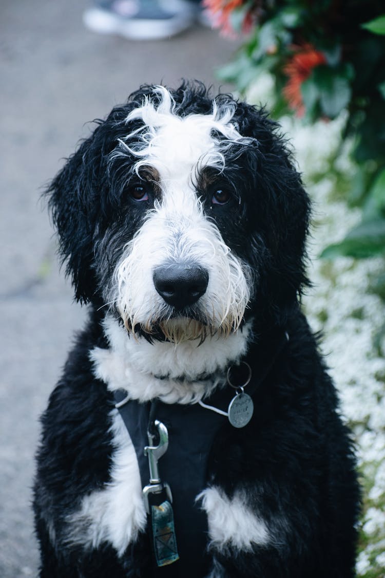 A Black And White Dog With Pet Tag