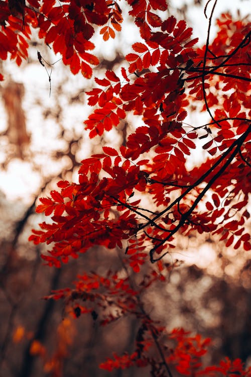 가을, 가을 색, 나뭇잎의 무료 스톡 사진