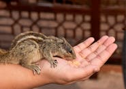 特写镜头中，花栗鼠从人手进食，强调了野生动物的互动
