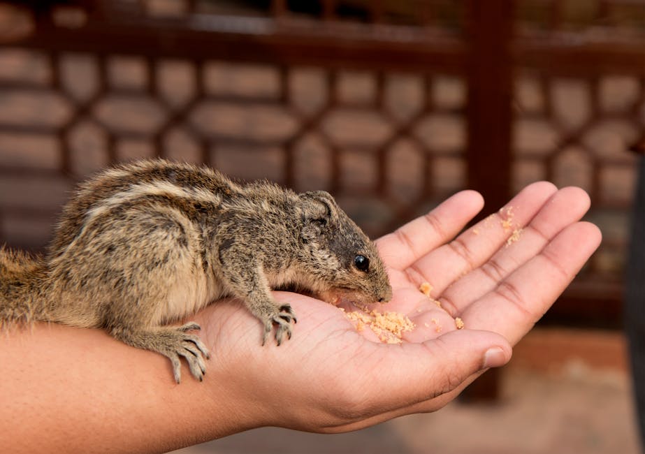 Close-Up Photography of Chipmunk on Hand