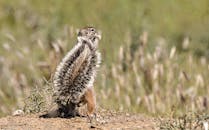 松鼠在草地上吃东西，毛茸茸的尾巴在阳光下闪闪发亮