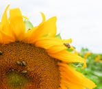 向日葵花瓣上停着一只甲虫，这细节展现了大自然的美丽