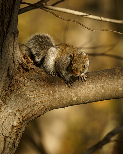 Foto d'estoc gratuïta de animal salvatge, blur de fons, branca d'arbre