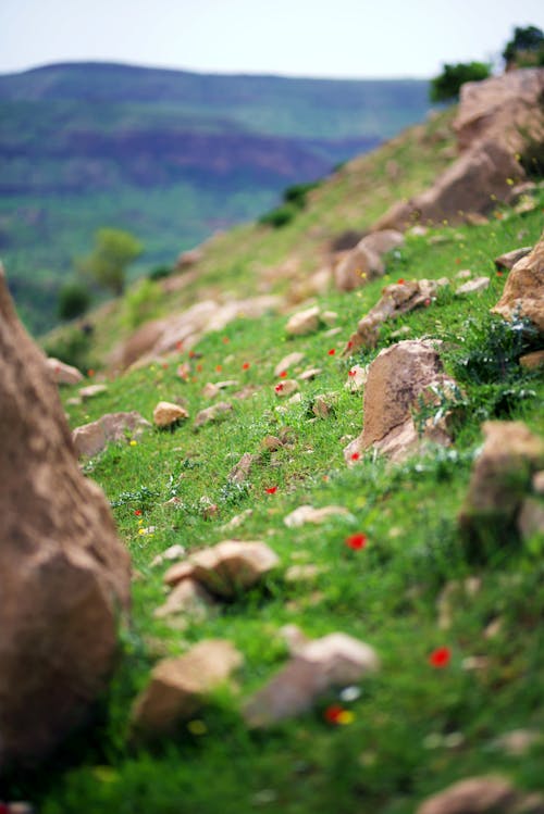 Photographie En Gros Plan De Roches Sur L'herbe