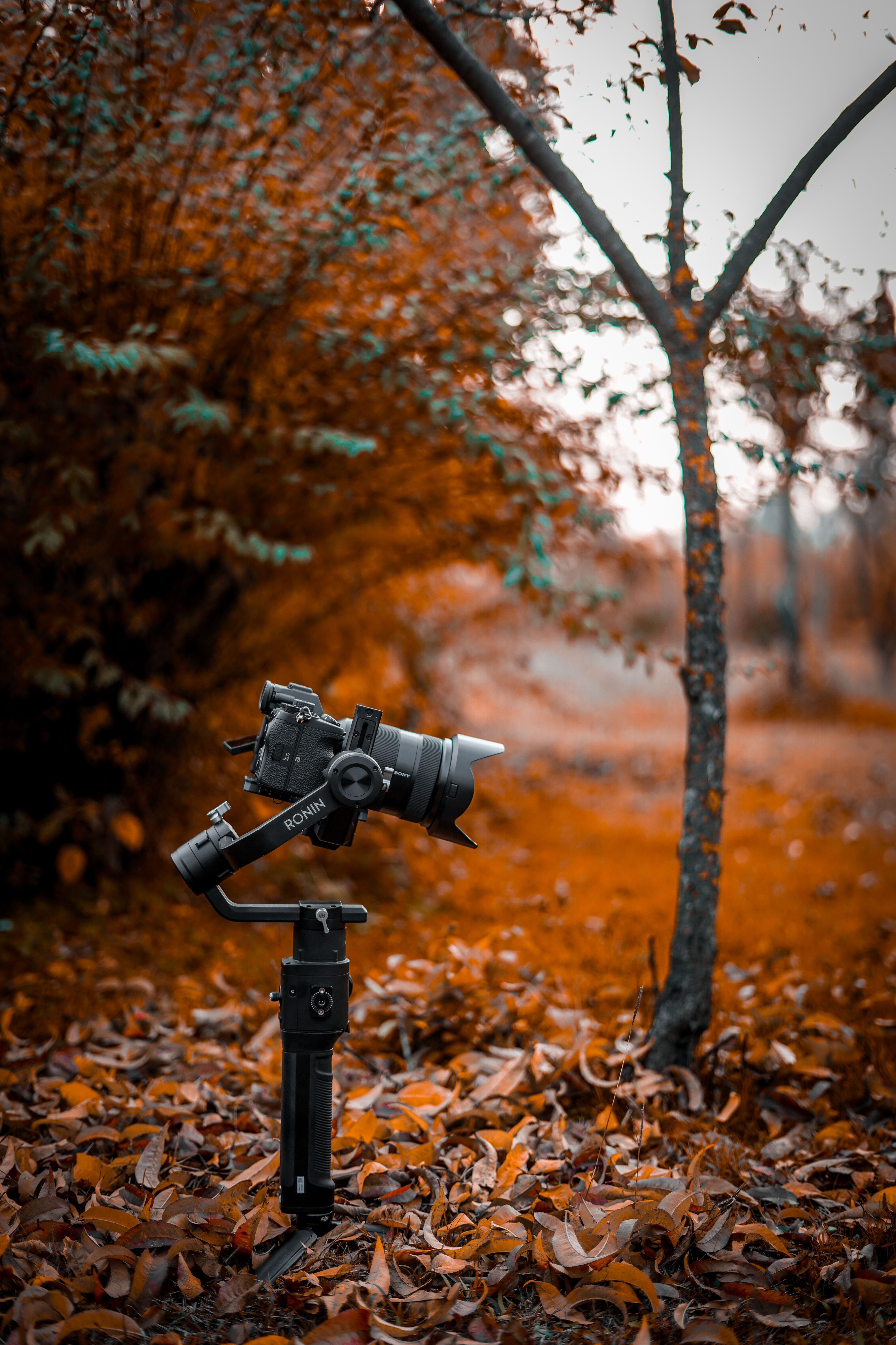 Black Dslr Camera with Tripod on Fallen Leaves · Free Stock Photo
