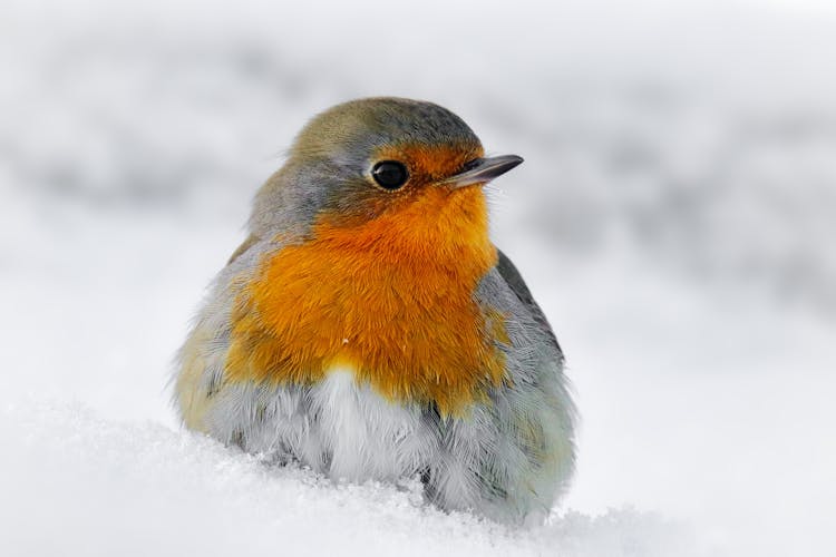 A Robin In The Snow 