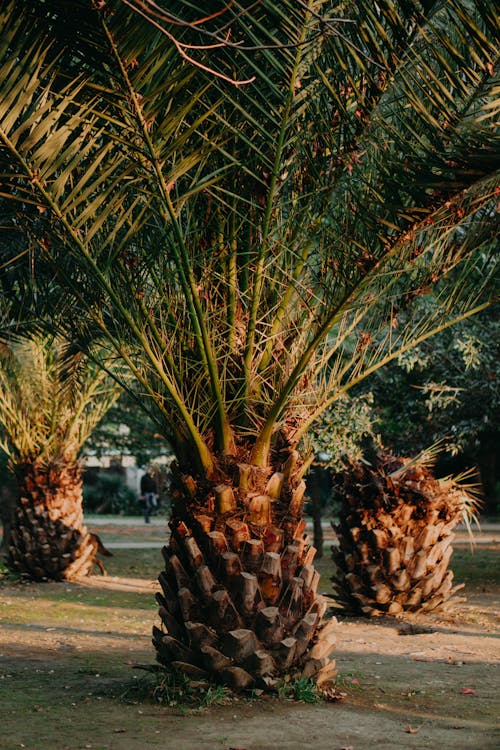 Gratis stockfoto met Palmbladeren, palmbomen, park