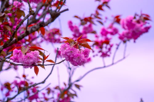 免费 粉红色的花朵的特写摄影 素材图片