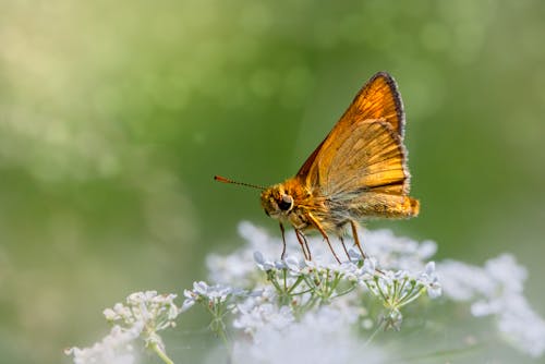Photo of a Brown Butterfly on White Flowers