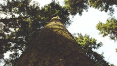 在宁静的森林中，低角度仰视高耸的树木，景色令人惊叹