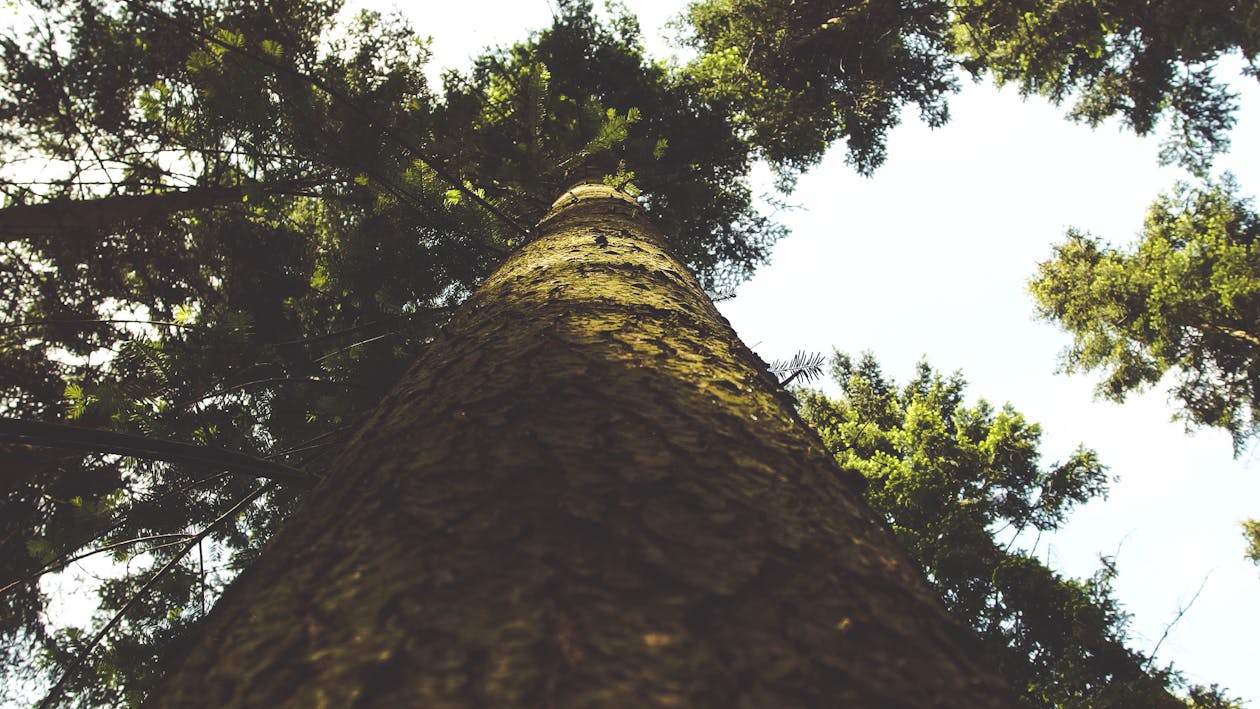 Ingyenes stockfotó alacsony szögű felvétel, erdő, fa témában Stockfotó