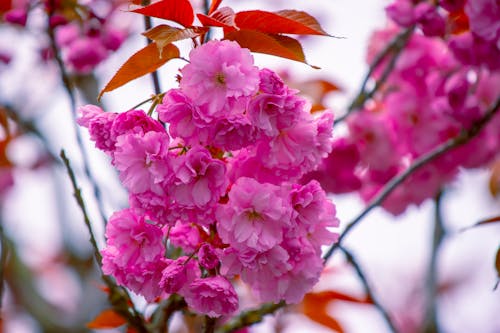 Фотография розовых цветов крупным планом