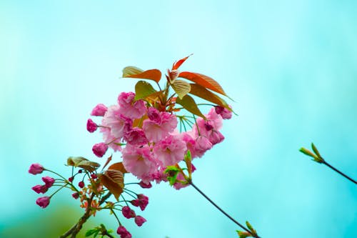 Pembe çiçeklerin Yakın çekim Fotoğrafçılığı