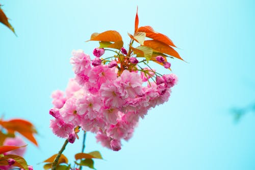 粉紅色的花朵的特寫攝影