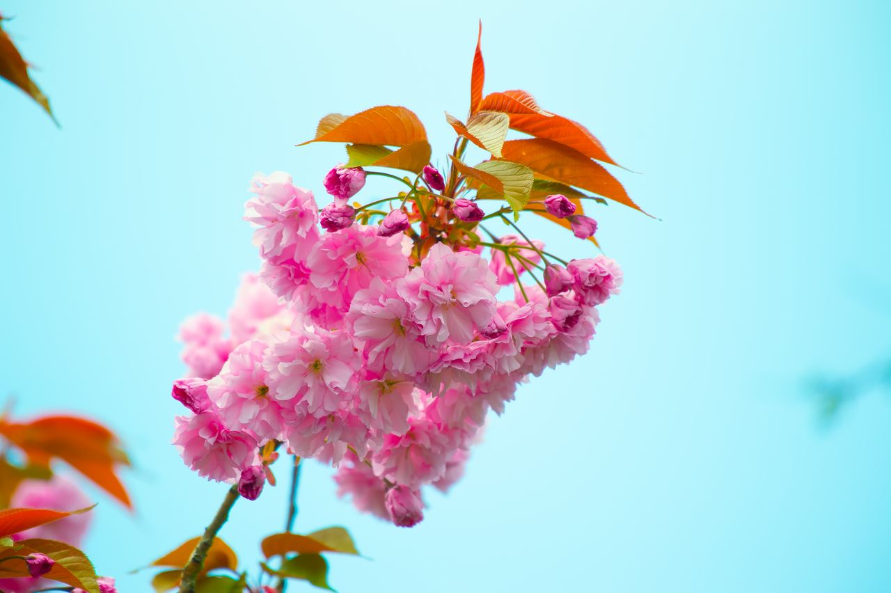 close up of pink cherry blossoms in full bloom against a clear blue sk