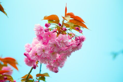Free Close-up of pink cherry blossoms in full bloom against a clear blue sky, capturing spring's essence. Stock Photo