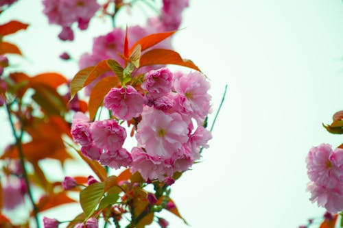 Ücretsiz Pembe çiçeklerin Yakın çekim Fotoğrafçılığı Stok Fotoğraflar
