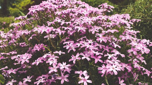 Gratis Imagen De Flor Púrpura De 5 Pétalos Durante El Día Foto de stock