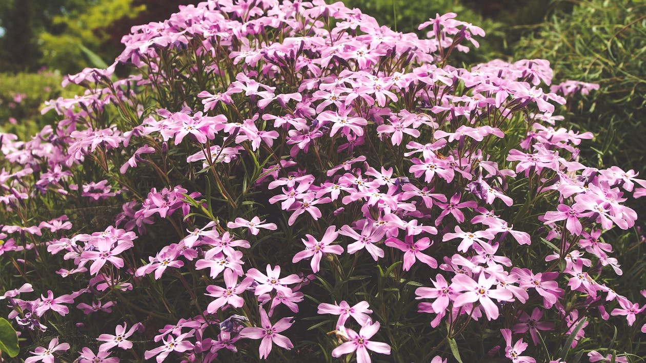 фиолетовый 5 лепестковый цветок в дневное время