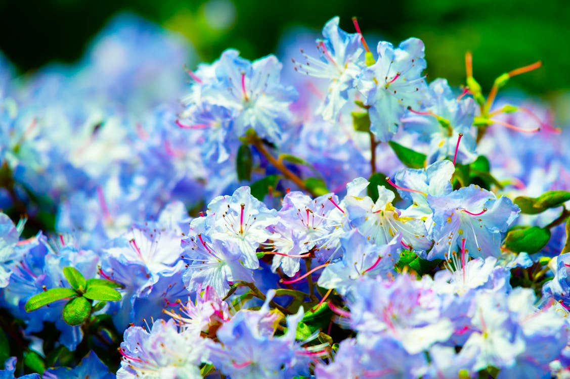 Free Selective Focus Photography of WhiteFlowers Stock Photo