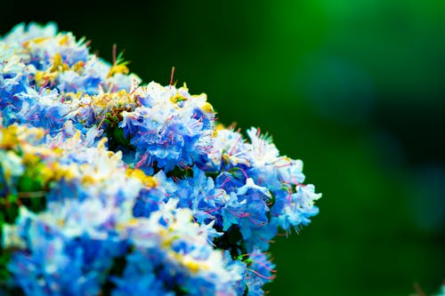 Fotografia De Close Up De Flores Brancas