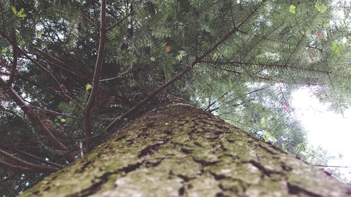 Árvore Verde E Marrom Sob O Céu Branco Durante O Dia