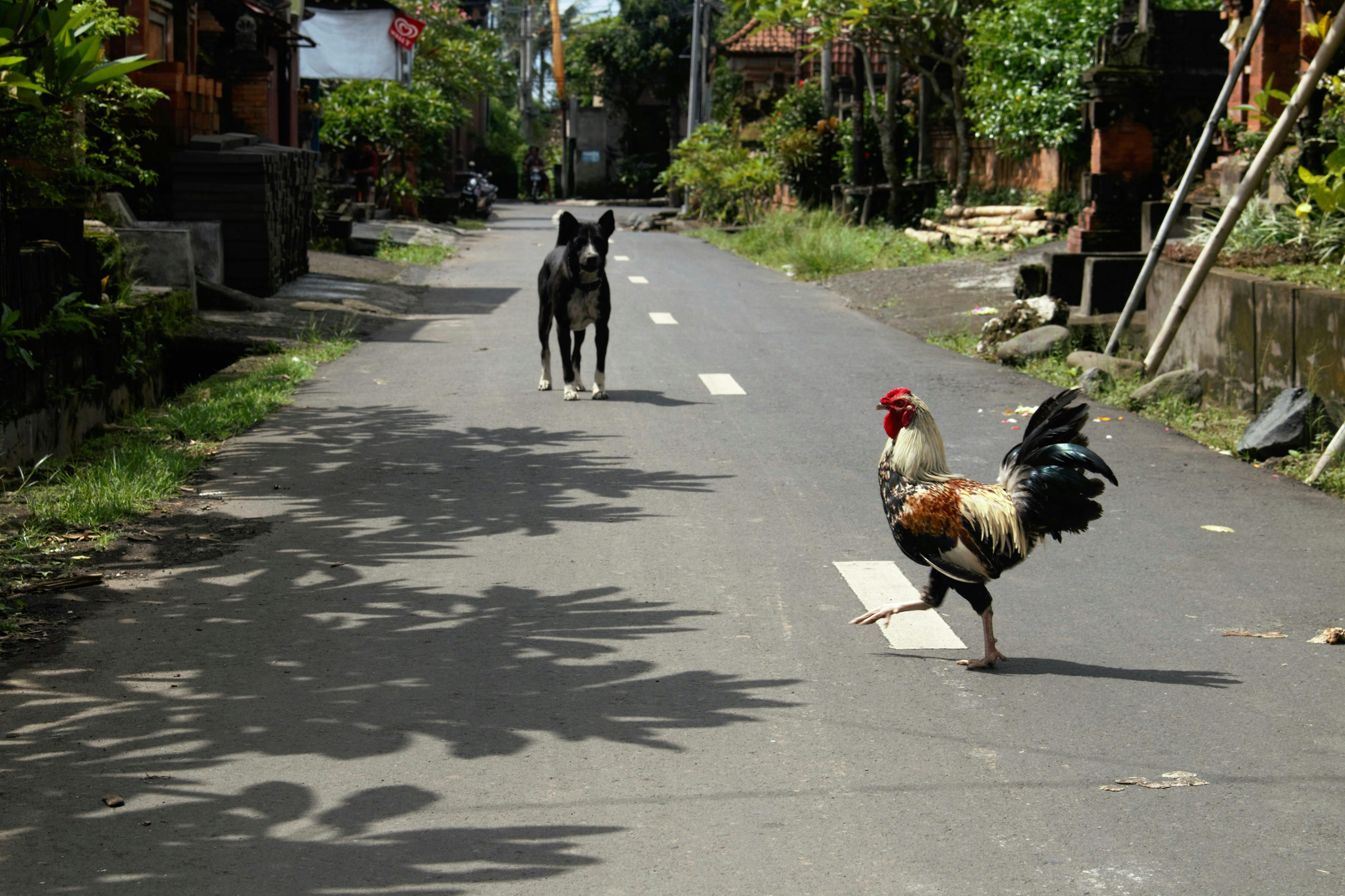 photograph of a dog and a rooster on a road