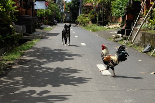 Photograph of a Dog and a Rooster on a Road