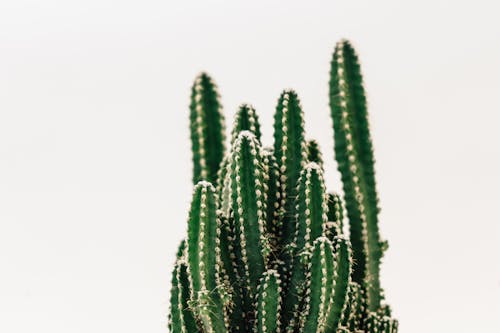 Gratuit Imagine de stoc gratuită din a închide, ascuțit, cactus Fotografie de stoc