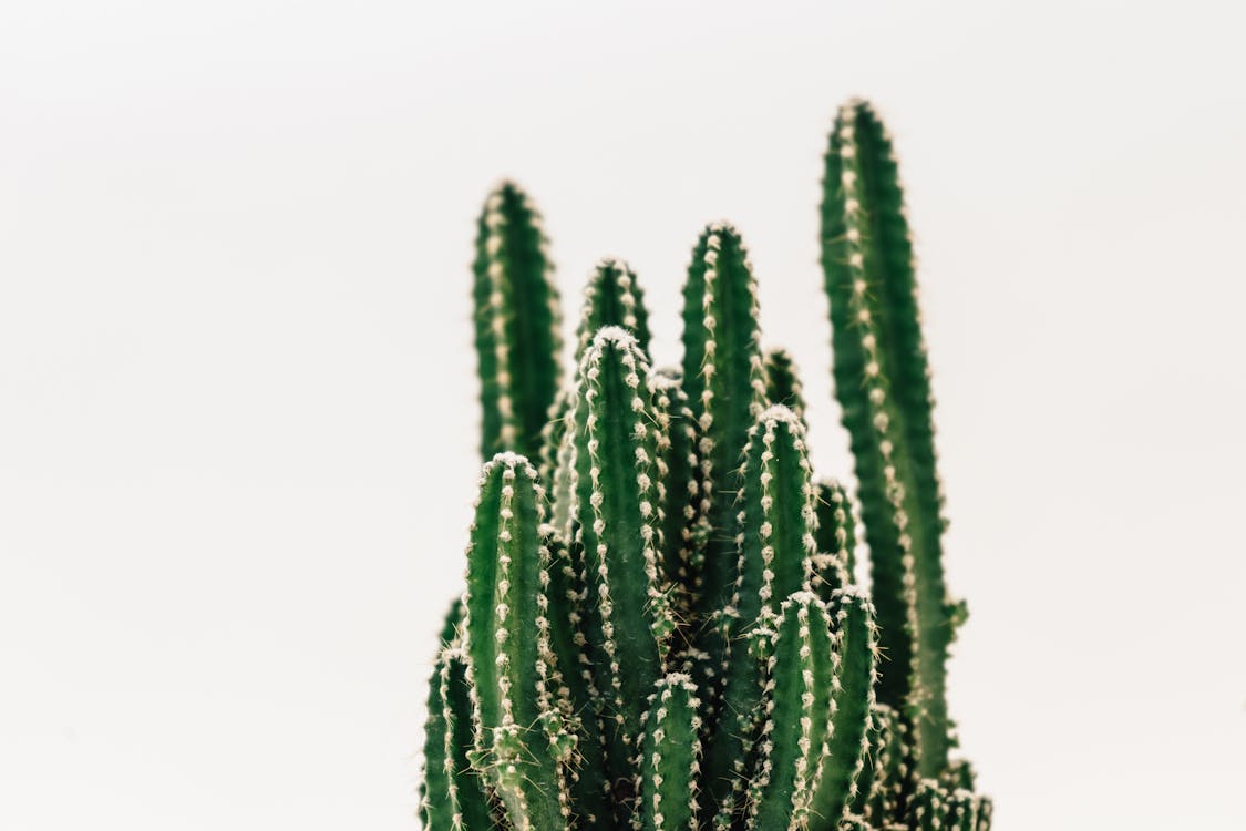 Close-Up Photography of Cactus