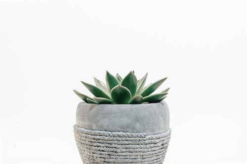 Photo of Plant on Pot