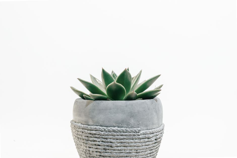 A minimalist close-up of a succulent plant in a textured concrete pot against a white background.