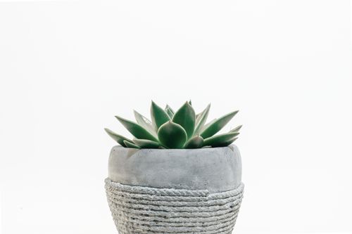 A finished plant in a textured concrete pot