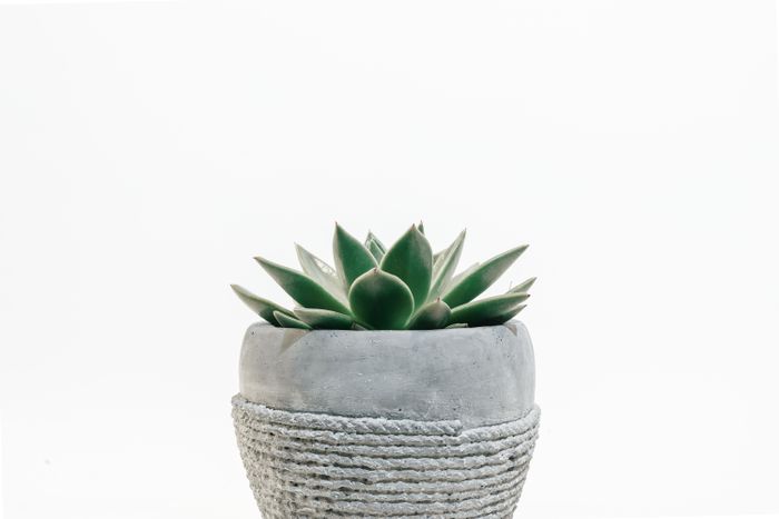 Small plant in a textured concrete pot