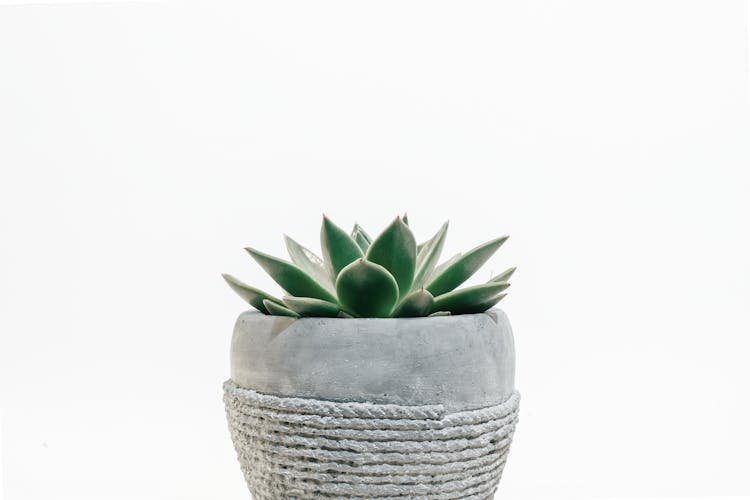 Photo Of Plant On Pot