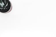 白色背景下的多肉植物盆栽顶视图，非常适合极简主义和现代设计主题