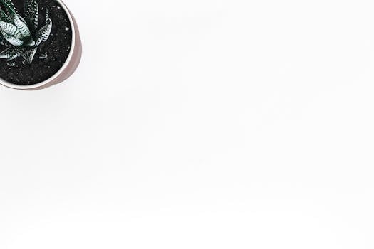 白色背景下的多肉植物盆栽顶视图，非常适合极简主义和现代设计主题