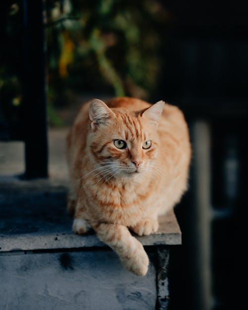 Free An Orange Tabby Cat on a Concrete Surface Stock Photo