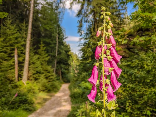 Fotobanka s bezplatnými fotkami na tému kvitnúca rastlina, lesná cesta, matka príroda