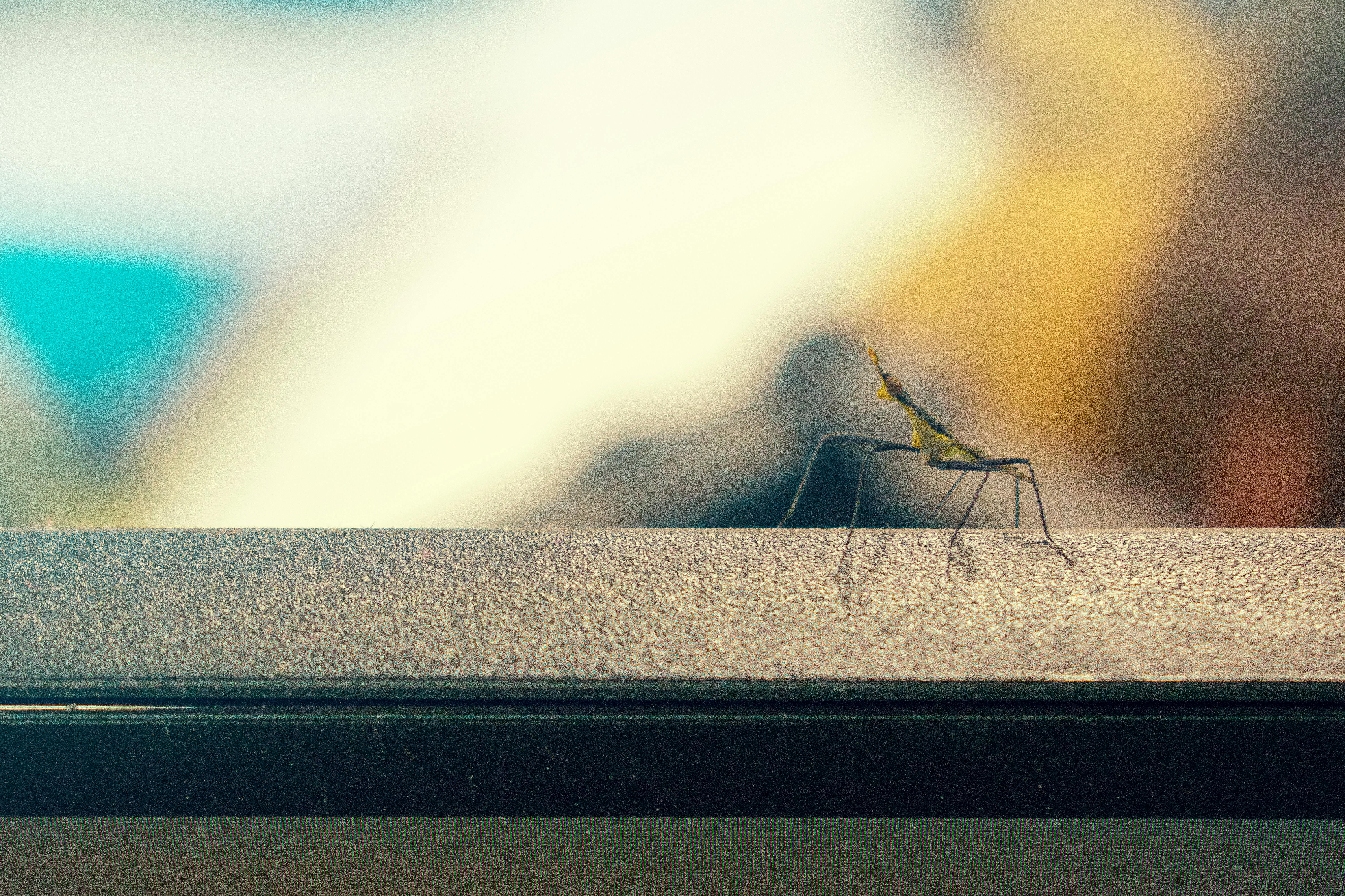 Mantis Religiosa: Morfología, Ciclo y Rol Ecológico en Control Biológico